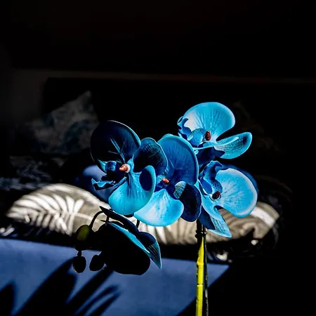 Dom W Karkonoszach 2 ポドグジン